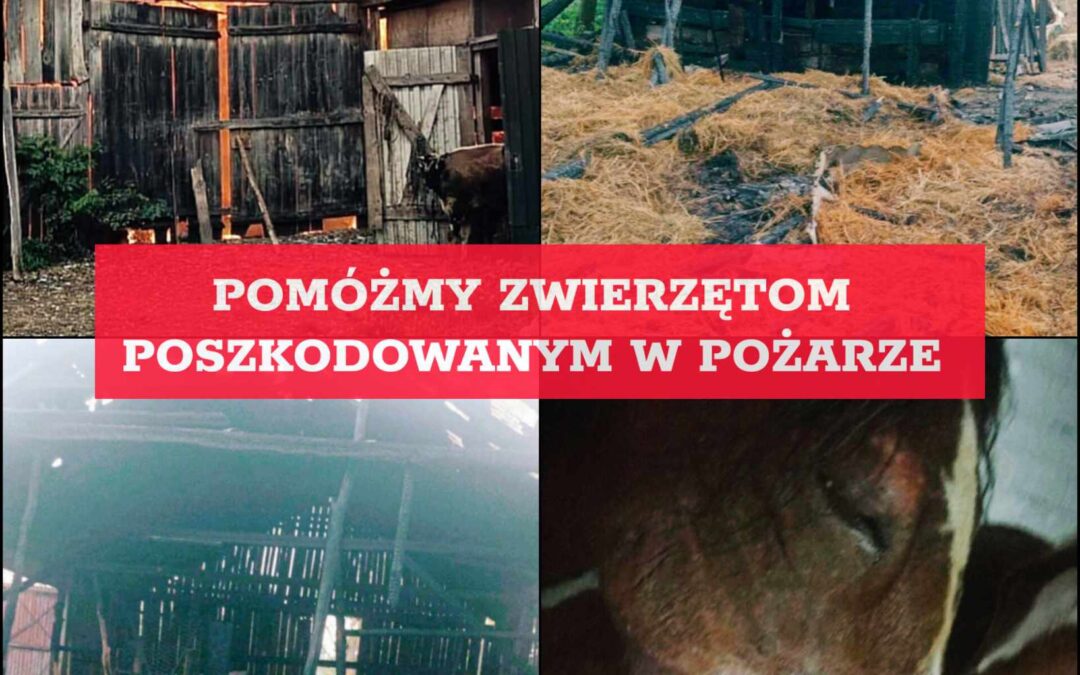 PILNA POMOC DLA ZWIERZĄT URATOWANYCH Z POŻARU